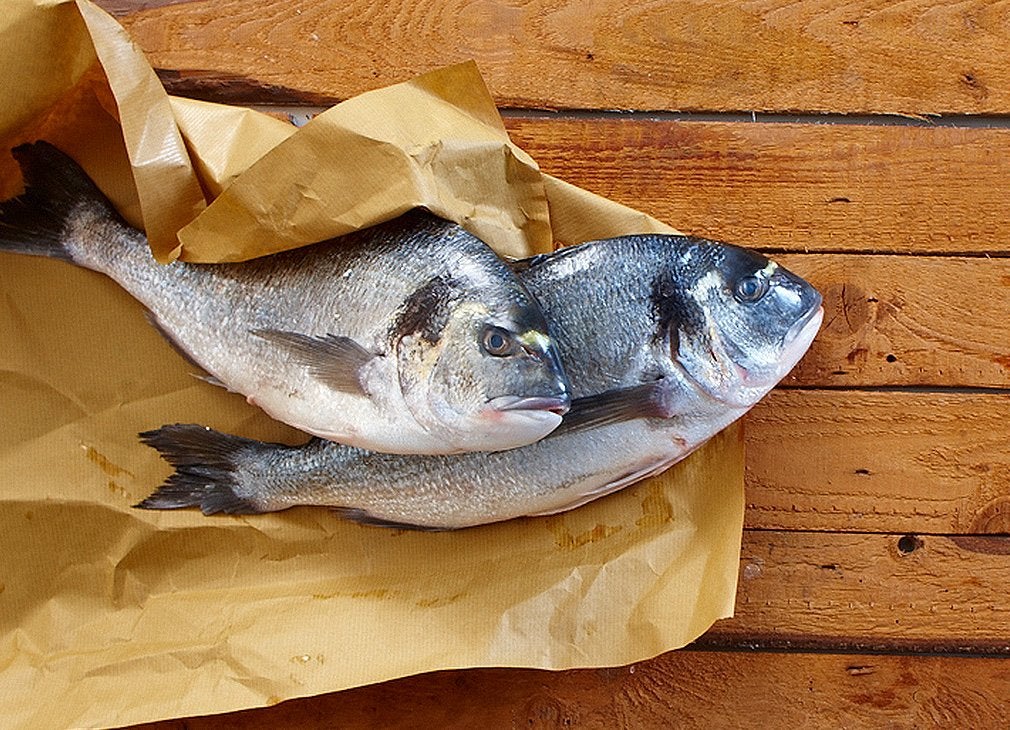 Gilthead royal Gilthead royal