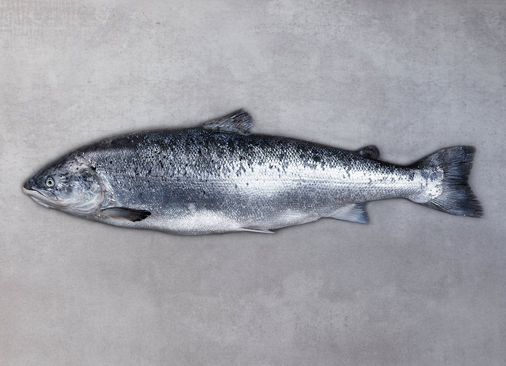 Fresh salmon Fresh salmon